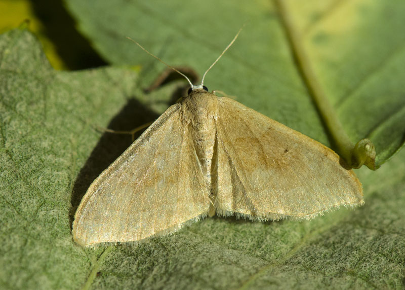 Geometridae da determinare - Idaea cfr. degeneraria